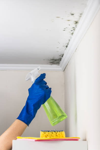 Best Biohazard Mold Removal  in Wyoming, IL